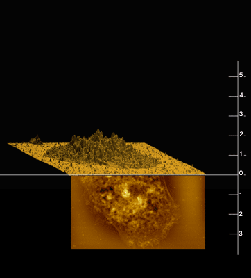 Pproject Midas Nanotouch Skin to gold.